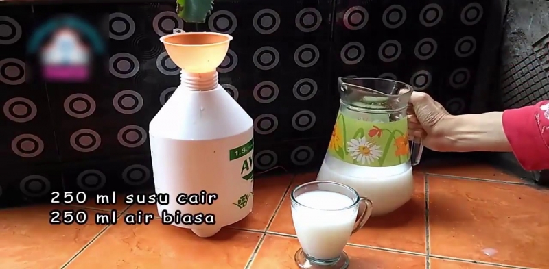 Cairan Susu Bermanfaat Sehatkan Tanaman Layu
