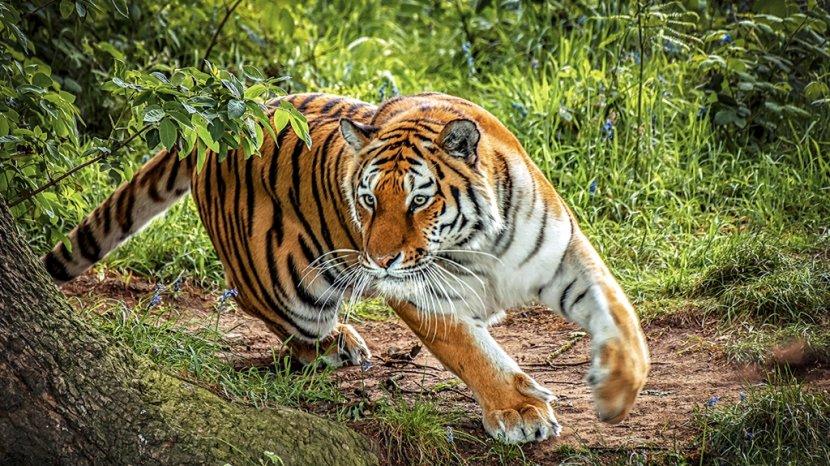 Warga Inhil Riau Tewas Diterkam Harimau - Pekanbaruexpress