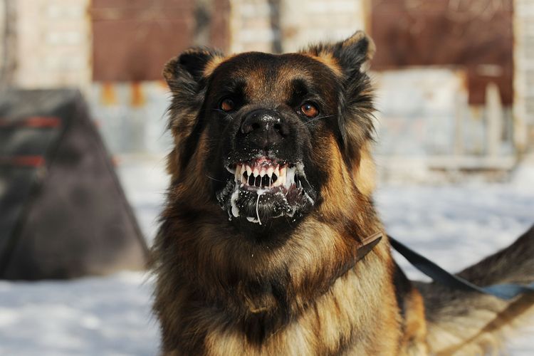 Januari-Mei 2023, 25 Orang di Riau Terinfeksi Hewan Rabies