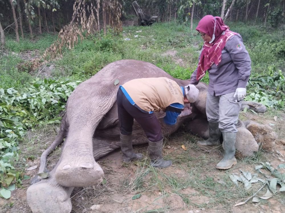 Gajah Liar Ditemukan Mati di TNTN, Diduga Keracunan - Pekanbaruexpress