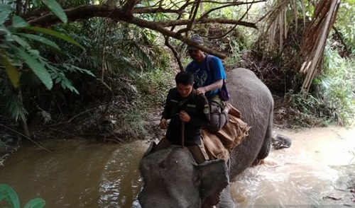 BKSDA Giring Kawanan Gajah Liar di Rumbai ke Tahura Minas