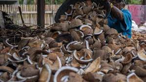 Harga Kopra di Riau Naik Naik Tipis, Kelapa Butiran Tetap Stabil - Pekanbaruexpress