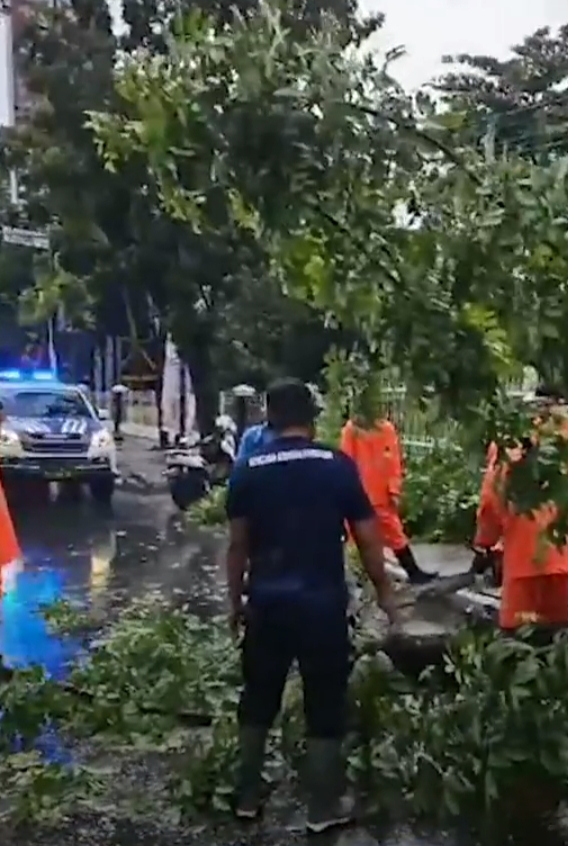 Hujan dan Angin Kencang Tumbangkan Pohon di Seberang DPRD Riau - Pekanbaruexpress