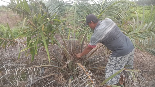 24 Petani Minta KUD Majopahit Jaya Minta Pengembalian Kontrol Kebun Sawit dan SHM - Pekanbaruexpress