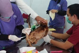 Vaksinasi Rabies, 1.586 Ekor Hewan Di Riau Disuntik Gratis
