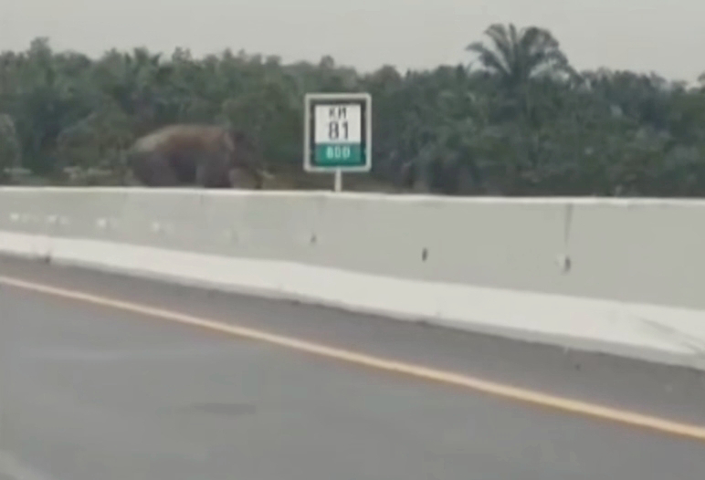 Gajah Seberangi Tol Pekanbaru-Permai, BBKSDA Riau  Membenarkan