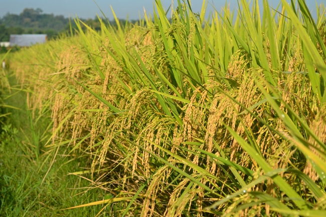 Realisasi Luas Panen Padi di Riau Capai 51,91 Ribu Hektare