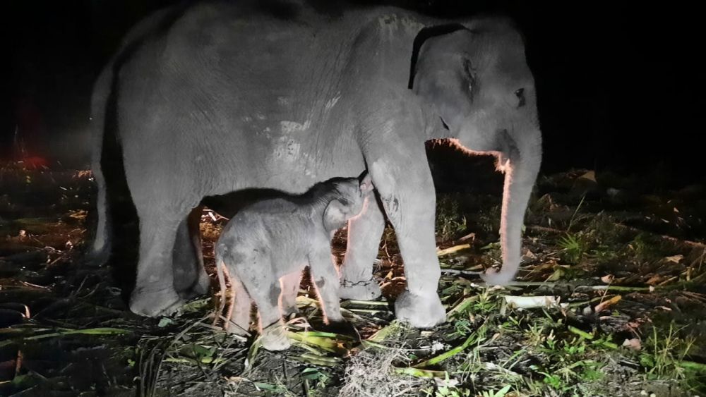 Bayi Gajah Betina Lahir Pusat Konservasi Gajah (PKG) Sebanga