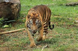 BBKSDA Riau Pasang Lima Kamera Trap untuk Pantau Harimau Sumatera