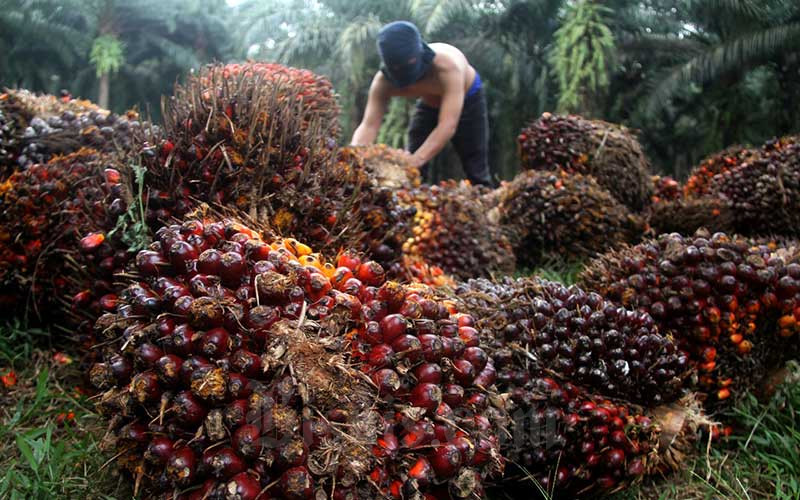 Pekan Ini,Harga Sawit Mitra Swadaya Naik Jadi Rp2.940,77 per Kg