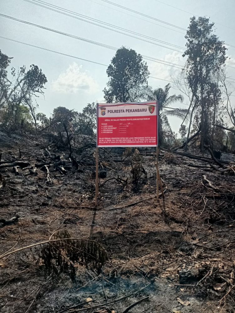Bakar Lahan Milik PT PHR, Petani Sayur Ditangkap 
