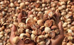 Turun Tipis, Pinang Kering di Riau Minggu Ini Rp4.738 per Kg