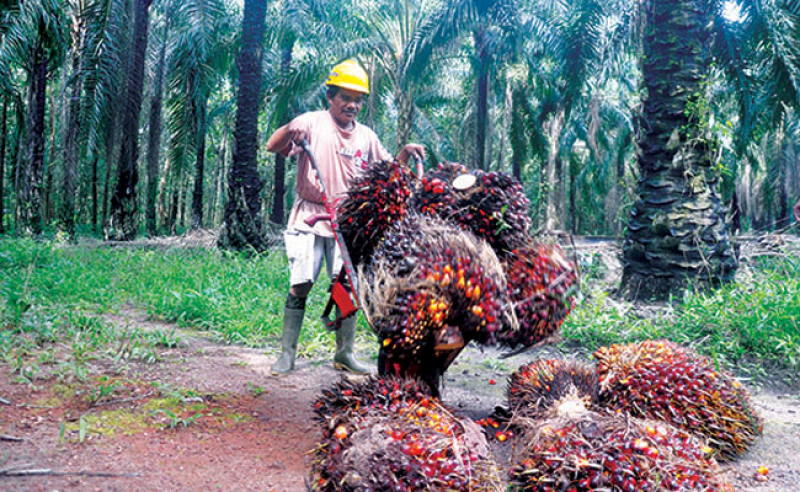 Alami Penurunan, Harga Kelapa Sawit Periode 1-17 Juni 2025