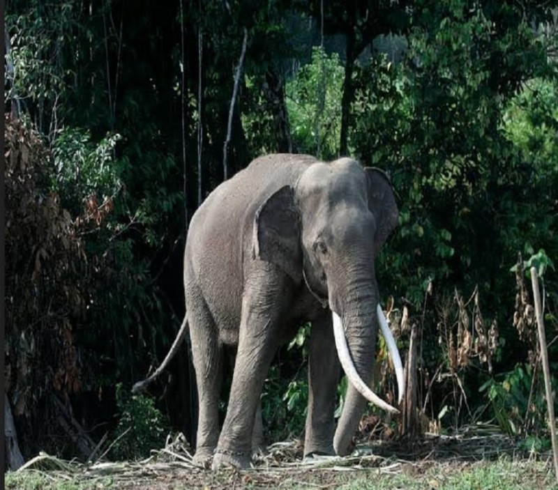 Subuh Mencekam, Gajah Liar Masuk Pemukiman Serang Anak 8 Tahun 