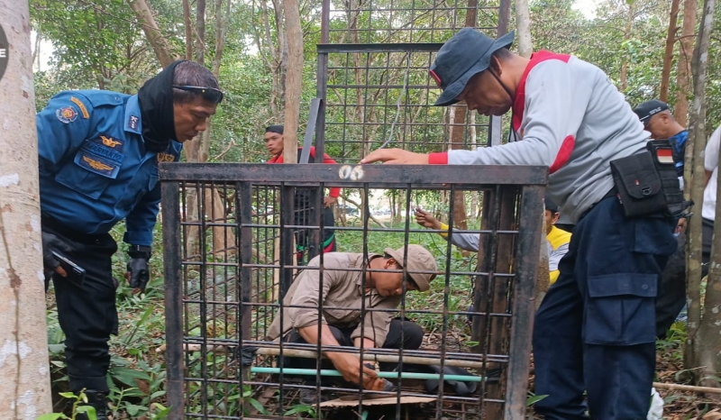 Harimau Masuk Pemukiman Warga Kampung Suak Lanjut, Ini Penjelasan BKSDA Riau 