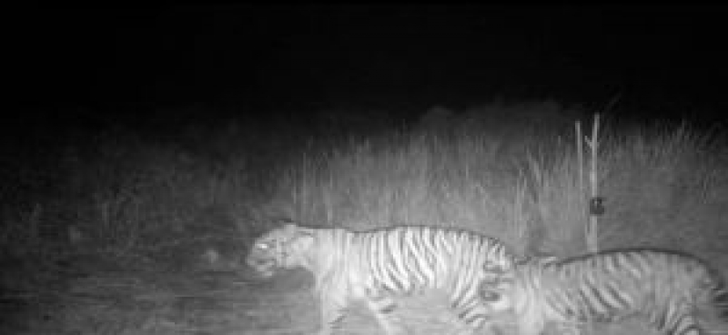 Kamera Trap BKSDA Riau Rekam Dua Harimau di Teluk Lanus