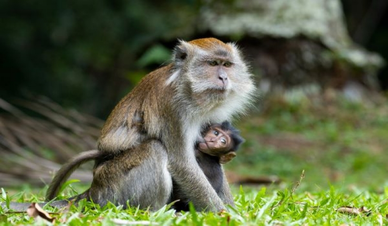 Komitmen PHR, Tetap Pertahankan Keanekaragaman Hayati di Area Operasi - Pekanbaruexpress