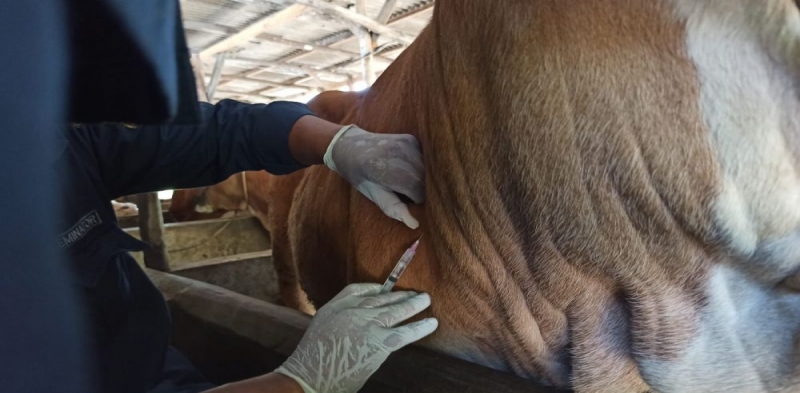 Sempat Tertahan,  Hari ini Sapi Bantuan Pemprov Riau Dikirim