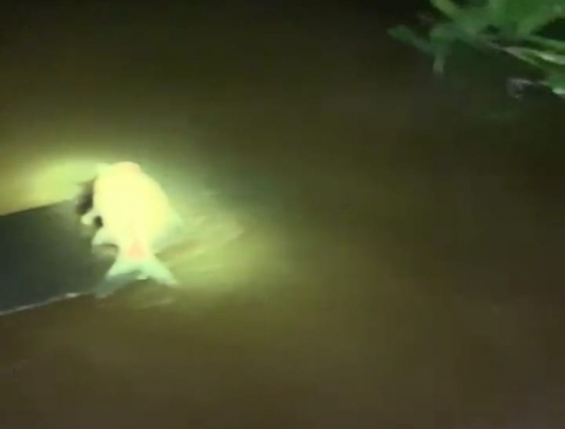 Dugaan Ikan Mati di Sungai Kampar Tercemar Limbah, Humas RAPP: Tak Ada Masalah dengan IPAL