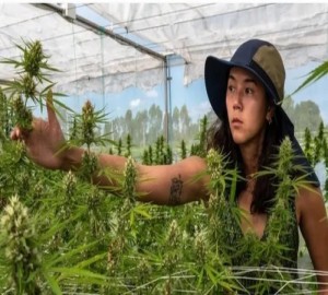 Studi Mengejutkan: Ganja Bisa Bikin Perempuan Sulit Hamil!